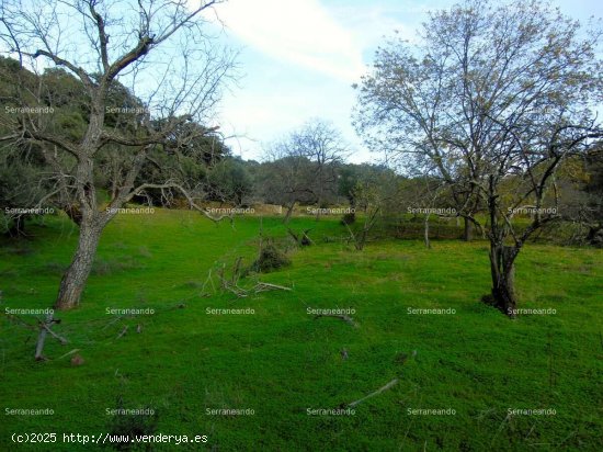 SE VENDE FINCA RÚSTICA EN VENTA EN LINARES DE LA SIERRA (HUELVA) ESPAÑA. - Linares de la S