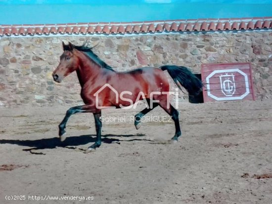 Venta de finca con gran vivienda y Plaza de toros, Badajoz (Extremadura)