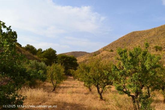 FINCA DE CULTIVO EN LA SIERRA DE ALMENARA - MURCIA