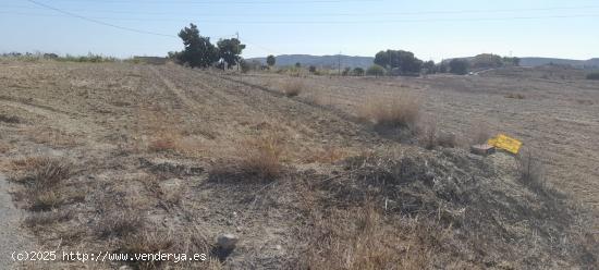 TERRENO RURAL EN SANTA ANA - ALICANTE