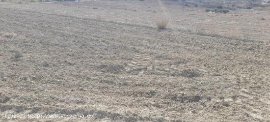 TERRENO RURAL EN SANTA ANA - ALICANTE