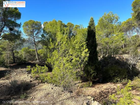 PARCELA RÚSTICA EN ALBALAT DEL TARONGERS - VALENCIA