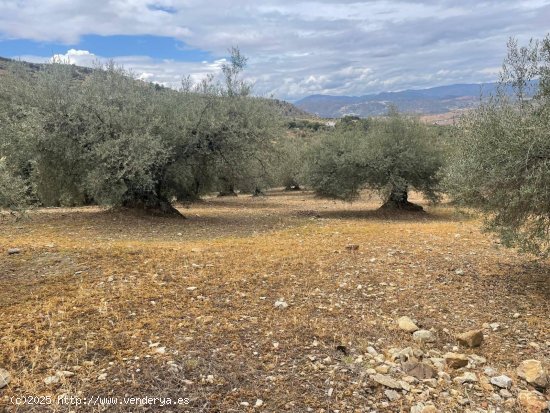 Finca en venta en Alcaucín (Málaga)