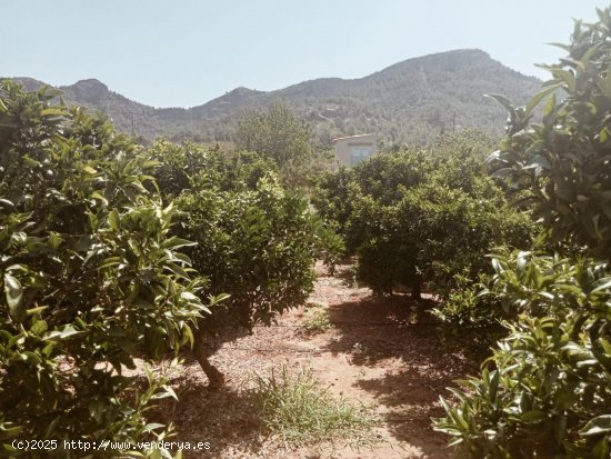 Suelo rústico en venta  en Palma de Gandia - València