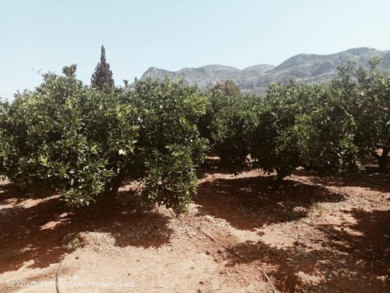 Suelo rústico en venta  en Palma de Gandia - València