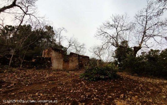 SE VENDE FINCA RUSTICA-AGRÍCOLA EN VENTA EN EL CASTAÑO DEL ROBLEDO (HUELVA) ESPAÑA. -