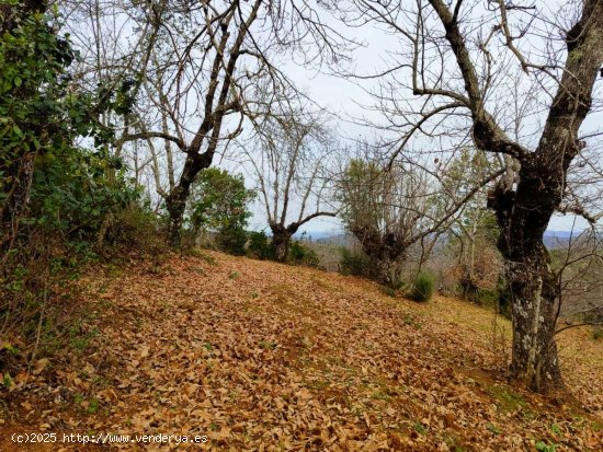 SE VENDE FINCA RUSTICA-AGRÍCOLA EN VENTA EN EL CASTAÑO DEL ROBLEDO (HUELVA) ESPAÑA. -