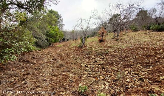 SE VENDE FINCA RUSTICA-AGRÍCOLA EN VENTA EN EL CASTAÑO DEL ROBLEDO (HUELVA) ESPAÑA. -