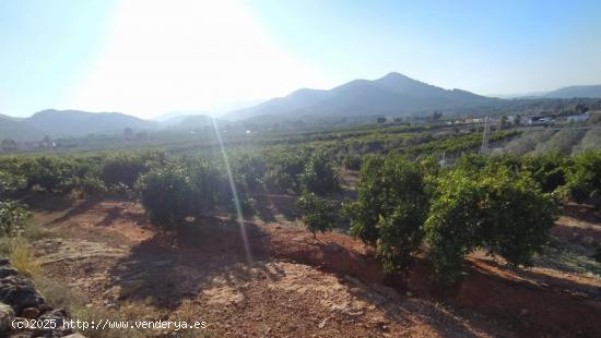 FINCA NARANJOS BETXI (RÚSTICA) - CASTELLON