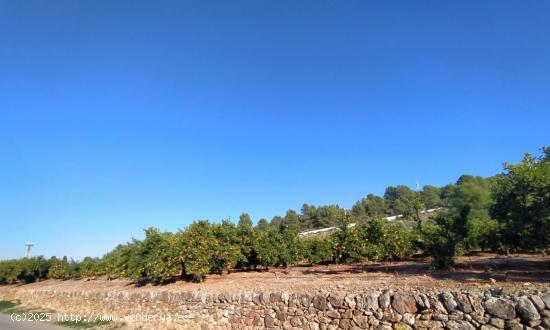 FINCA NARANJOS BETXI (RÚSTICA) - CASTELLON