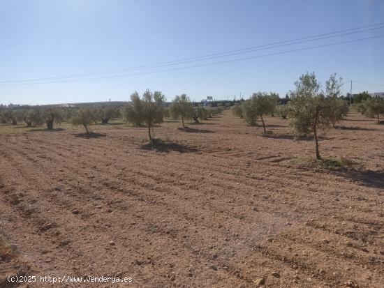 PARCELA PARA LA CONSTRUCCION DE SU CHALET MUY CERCA DEL CASCO URBANO - ALBACETE