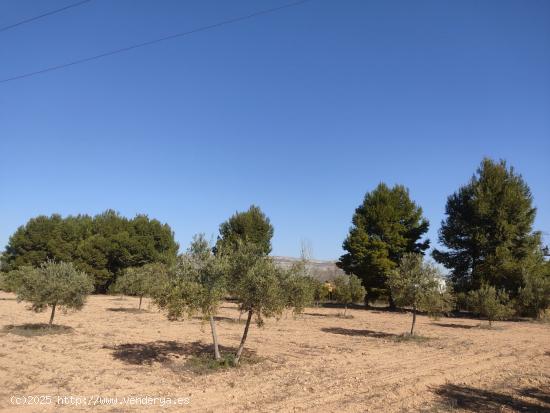 PARCELA PARA LA CONSTRUCCION DE SU CHALET MUY CERCA DEL CASCO URBANO - ALBACETE