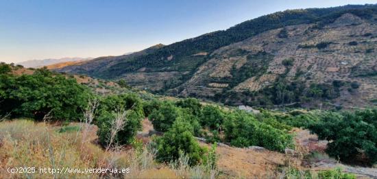 Finca Rústica regadío en Yunquera - MALAGA