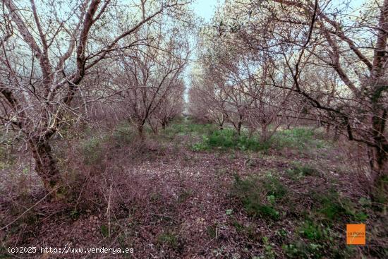  FINCA CON CASETA EN VENTA EN MASDENVERGE (TARRAGONA) - TARRAGONA 