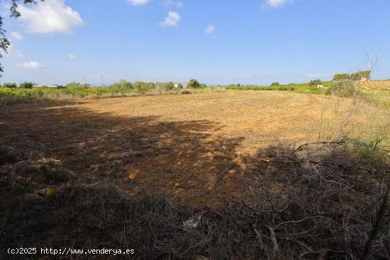 Finca rústica con caseta de aperos - TARRAGONA