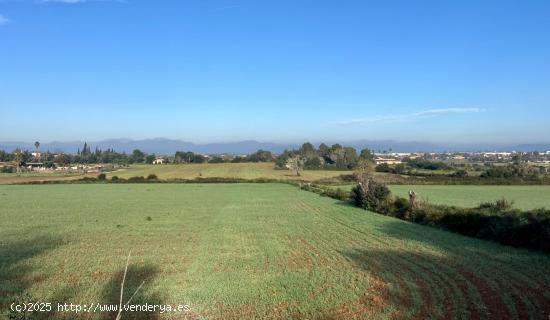 Terreno en Manacor. - BALEARES