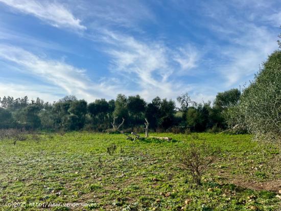 Terreno en Manacor. - BALEARES