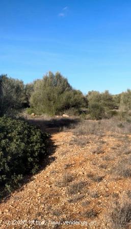 Terreno urbanizable en Campos - BALEARES