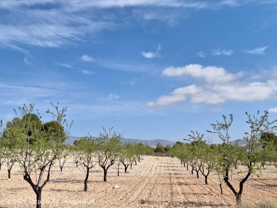 Solar en venta en Abanilla (Murcia)