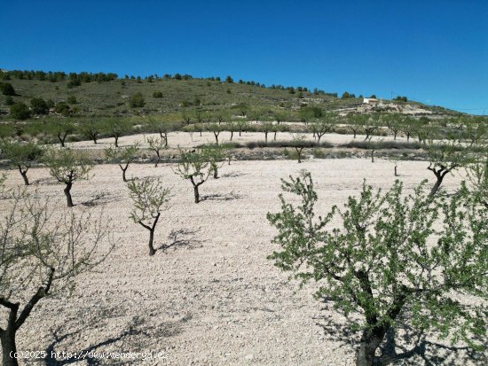 Solar en venta en Jumilla (Murcia)