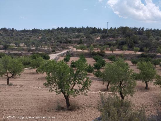 Finca de olivos y almendros en producción - TERUEL