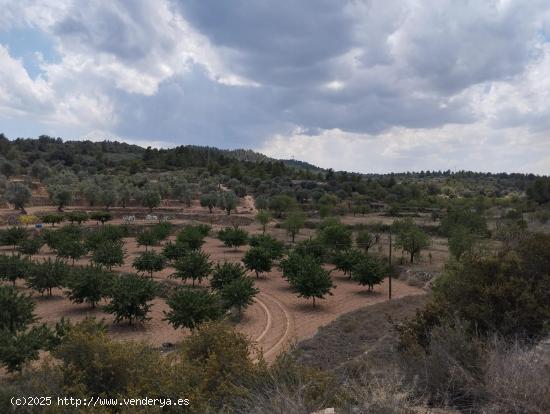 Finca de olivos y almendros en producción - TERUEL