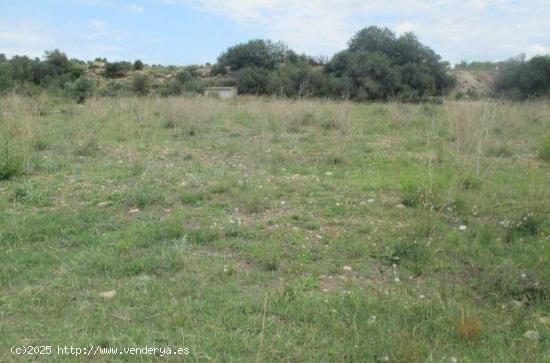 Conjunto de 7 parcelas rústicas en Montroy - VALENCIA