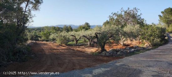 Finca en venta en L Ametlla de Mar (Tarragona)