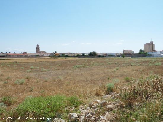  GRAN TERRENO EN MAHORA (ALBACETE) - ALBACETE 