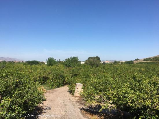 SE VENDE TERRENO PLANTADO DE LIMONEROS - MURCIA