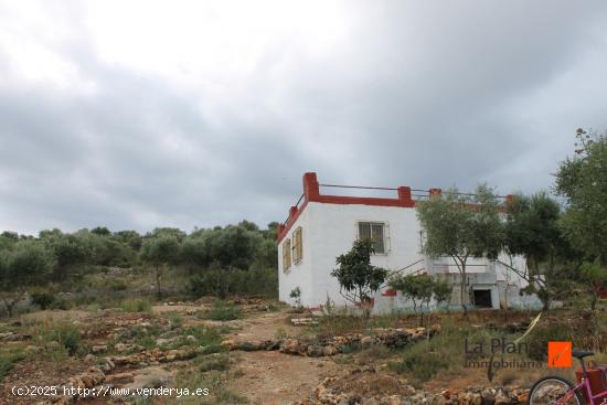 FINCA RUSTICA ZONA AMETLLER (AMPOSTA) - TARRAGONA