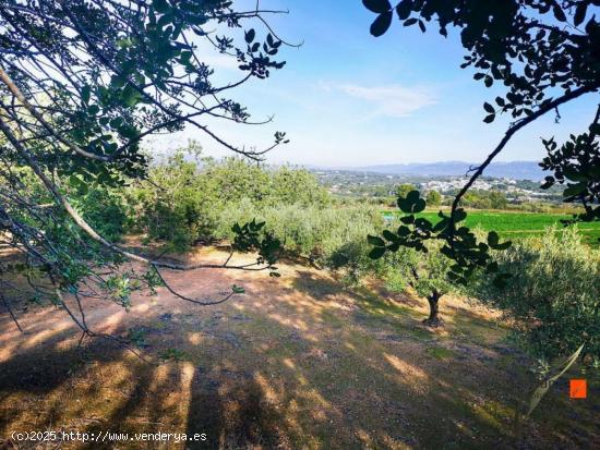 FINCA RUSTICA CON CASA EN AMPOSTA (TARRAGONA) - TARRAGONA