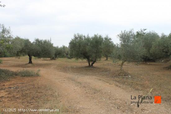 FINCA RUSTICA DE OLIVOS EN VENTA EN LA ALDEA (TARRAGONA) - TARRAGONA