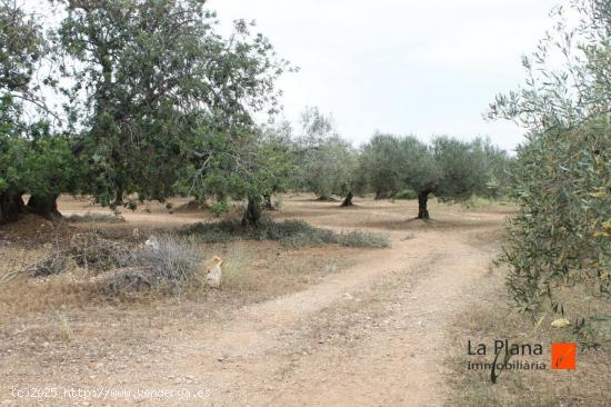 FINCA RUSTICA DE OLIVOS EN VENTA EN LA ALDEA (TARRAGONA) - TARRAGONA