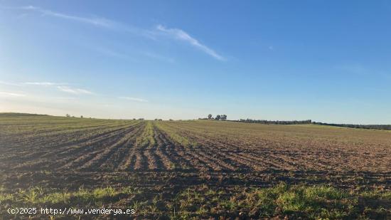 Parcela de secano en zona Garbancillo.  94.000 m aprox. - BADAJOZ