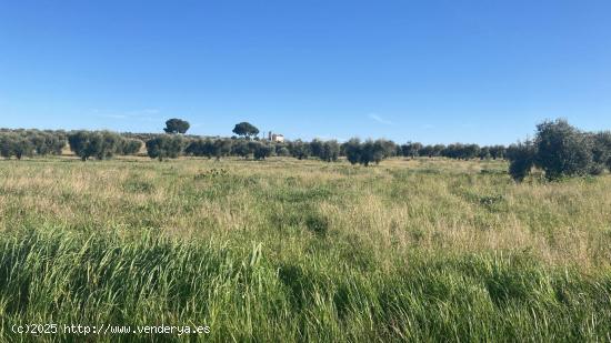 Parcela de secano en Zona los Canchales de 22.000 m aprox. - BADAJOZ