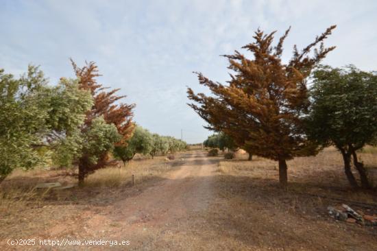  PLANTA BAJA EN VENTA CON PARCELA, LA MAGDALENA - MURCIA 