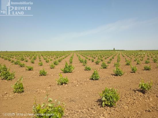 Se venden 8 hectareas de viña de regadio en Socuellamos - CIUDAD REAL