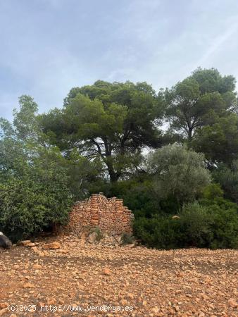 SE VENDE TERRENO RUSTICO EDIFICABLE EN LLUCMAJOR - BALEARES