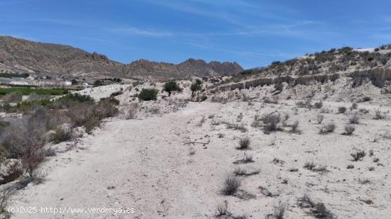 Terreno con Olivos - La Espada, Molina de Segura - MURCIA