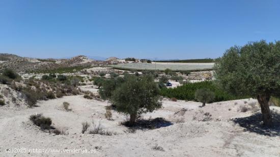 Terreno con Olivos - La Espada, Molina de Segura - MURCIA