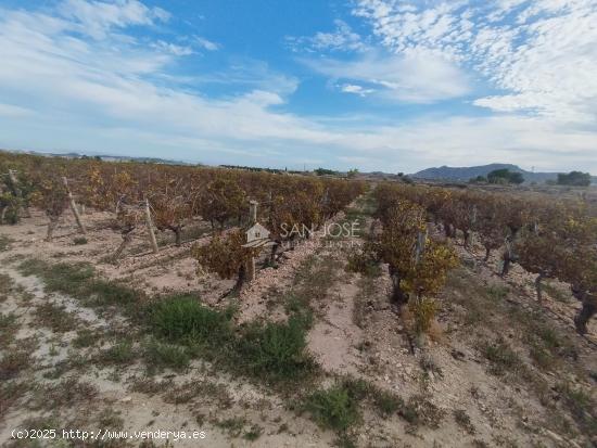 SE VENDE TERRENO EN NOVELDA - ALICANTE