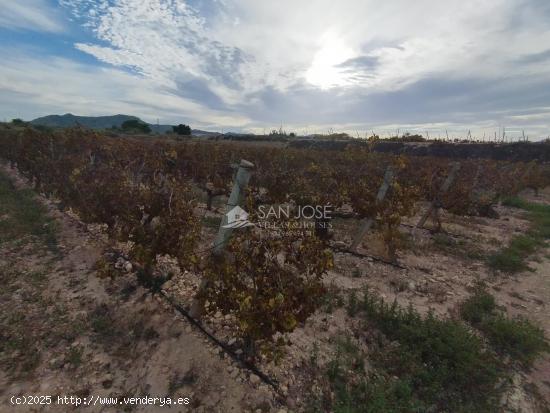 SE VENDE TERRENO EN NOVELDA - ALICANTE