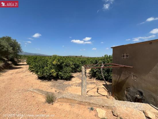  CAMPO DE NARANJOS EN VENTA VILLAMARCHANTE - VALENCIA 