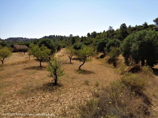  Finca en venta en Maella (Zaragoza) 