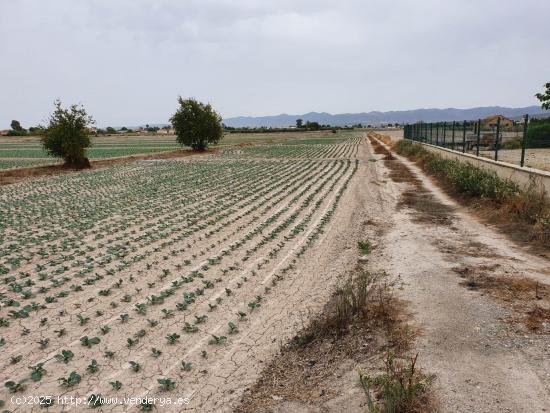  TERRENO RURAL URBANIZABLE EN LORCA - MURCIA 