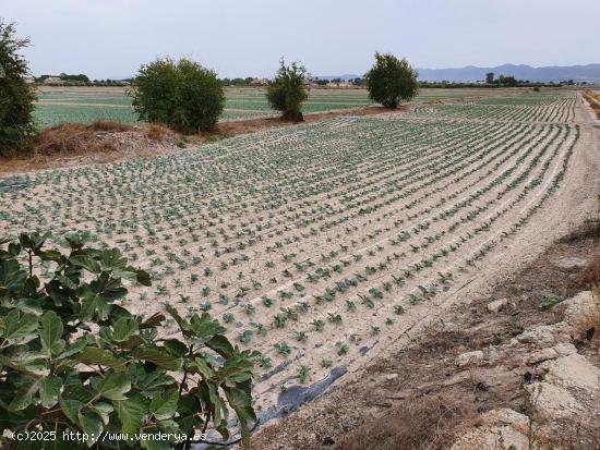 TERRENO RURAL URBANIZABLE EN LORCA - MURCIA