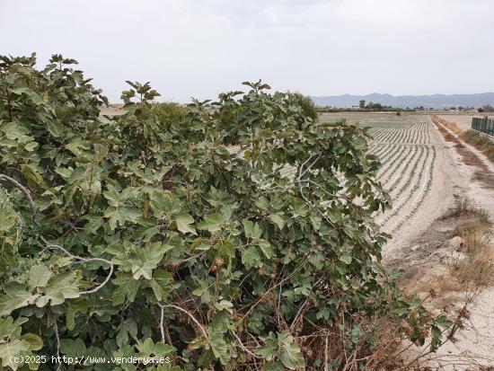 TERRENO RURAL URBANIZABLE EN LORCA - MURCIA