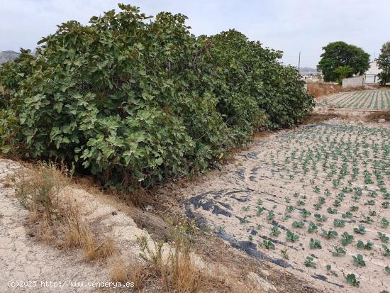 TERRENO RURAL URBANIZABLE EN LORCA - MURCIA