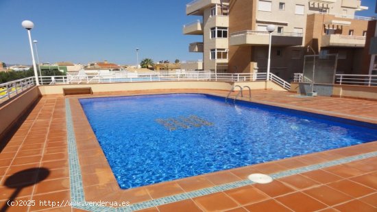  Apartamento en alquiler en Oliva (Valencia) 